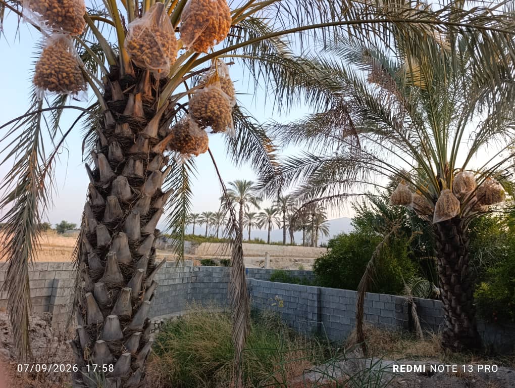 باغ ثمری